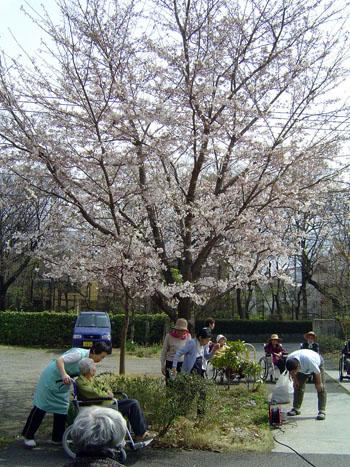 施設庭の桜